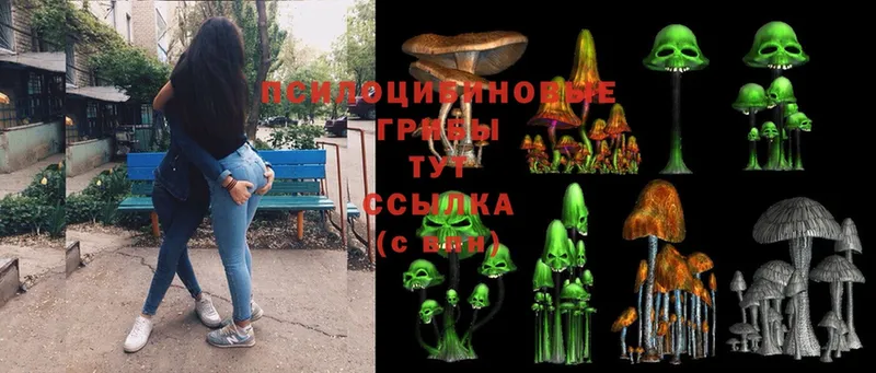 блэк спрут ТОР  Новозыбков  Галлюциногенные грибы Cubensis  даркнет сайт 